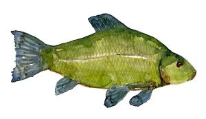 illustration af Suder ferskvandsfisk