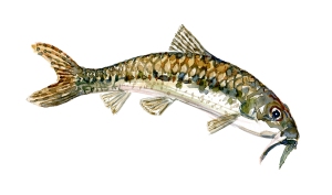 illustration af Grundling karpefisk