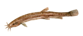 Dyndsmerling illustration ferskvandsfisk i danmark